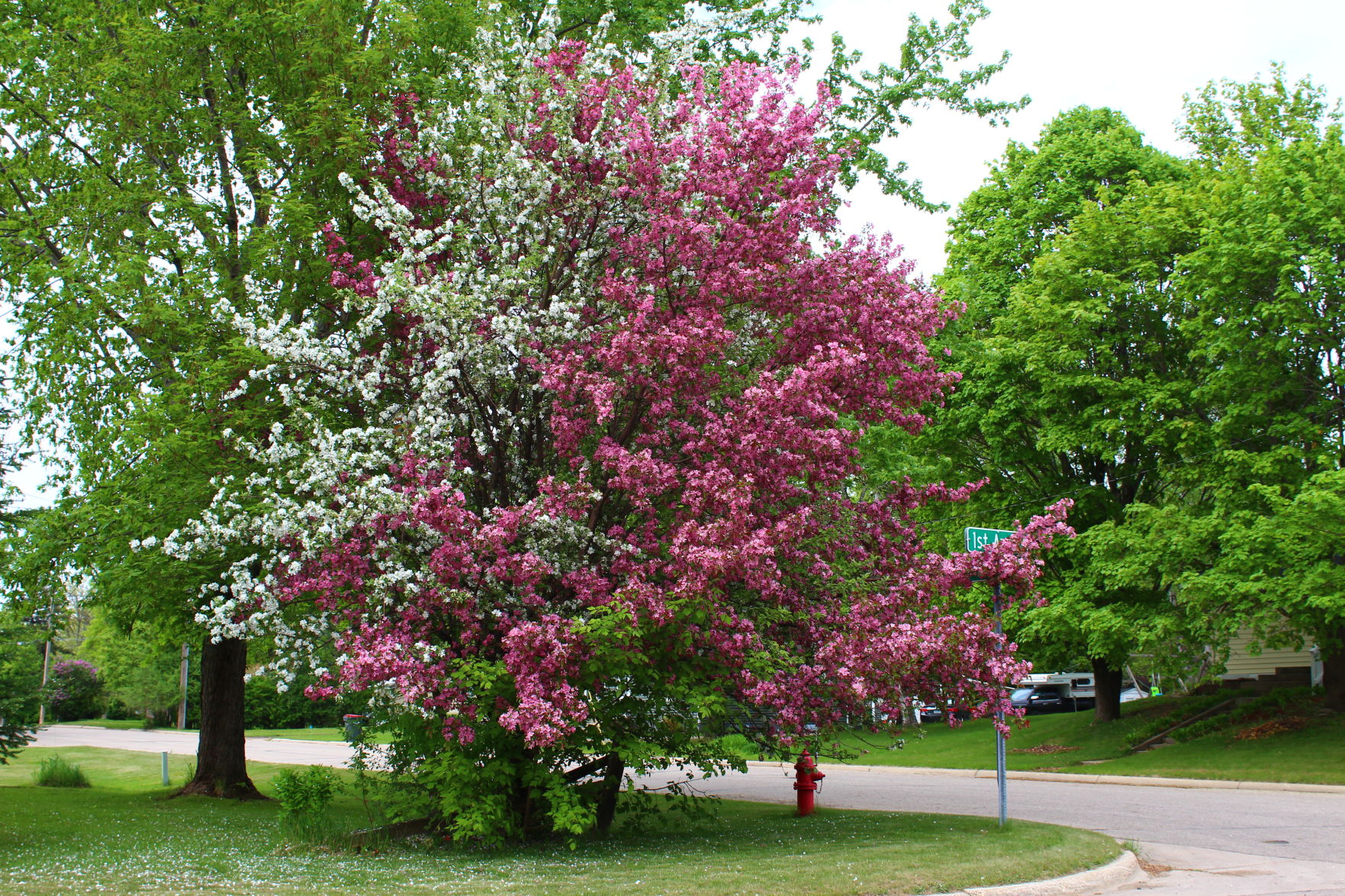 Apple Blossoms of Alexandria